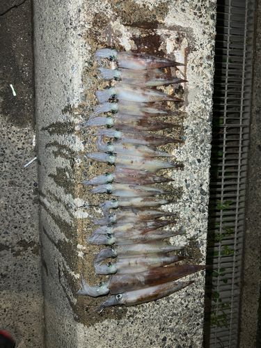 ヤリイカの釣果