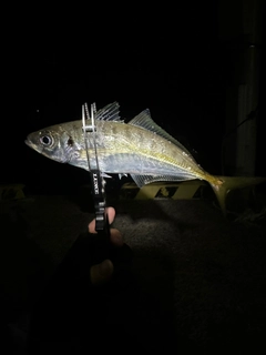 マアジの釣果