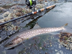 アメマスの釣果