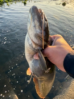 ナマズの釣果
