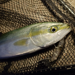 ツバイソの釣果