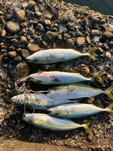 ツバイソの釣果