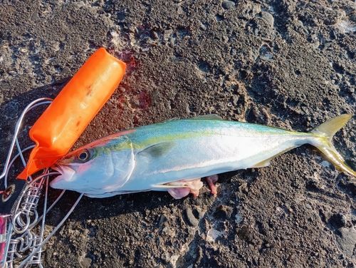フクラギの釣果