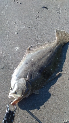 ヒラメの釣果