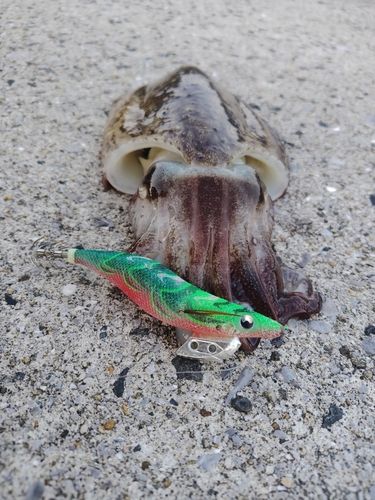 コウイカの釣果