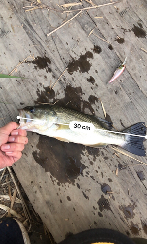 ブラックバスの釣果