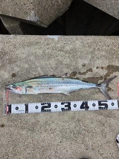 サゴシの釣果