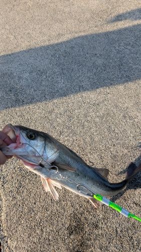 セイゴ（マルスズキ）の釣果