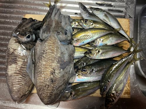 コウイカの釣果