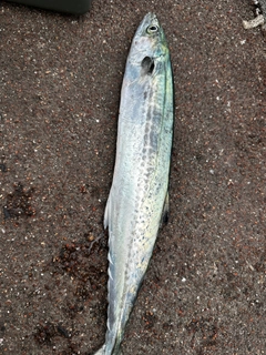 サゴシの釣果