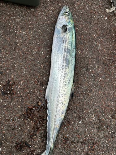 サゴシの釣果