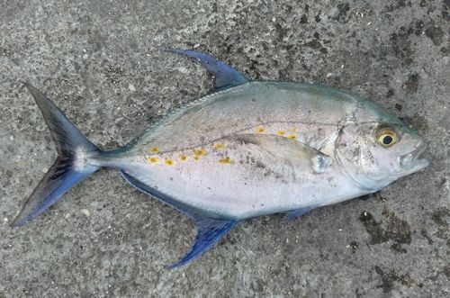 ナンヨウカイワリの釣果