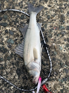 セイゴ（マルスズキ）の釣果