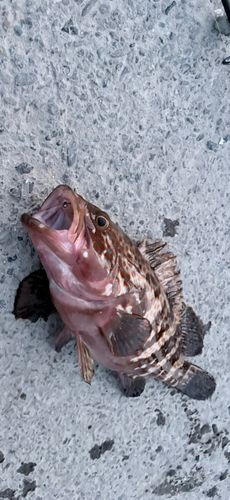 キジハタの釣果