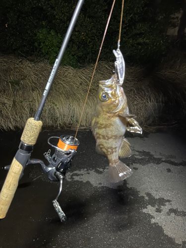 アオメバルの釣果