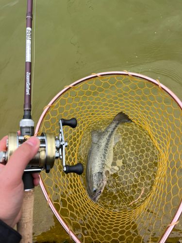 ラージマウスバスの釣果