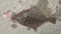 イシガレイの釣果