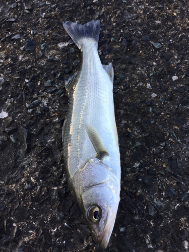 フッコ（マルスズキ）の釣果