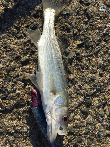 セイゴ（マルスズキ）の釣果