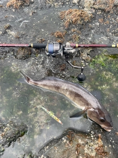 ホッケの釣果