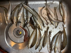 シロギスの釣果