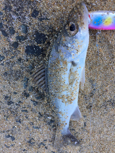 セイゴ（マルスズキ）の釣果