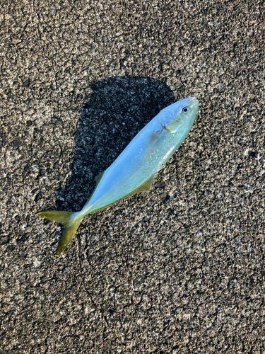 ワカシの釣果