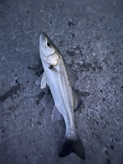セイゴ（マルスズキ）の釣果