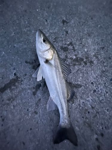 セイゴ（マルスズキ）の釣果