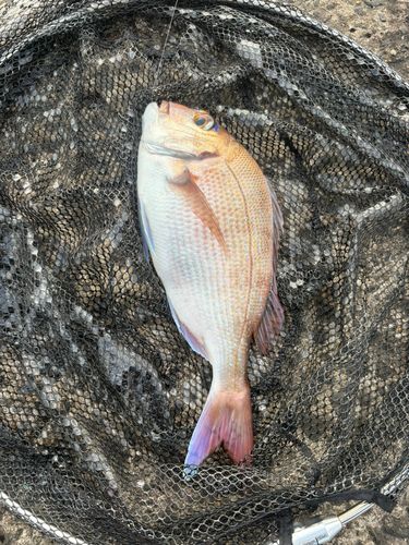 タイの釣果