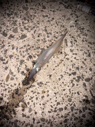 ササイカの釣果