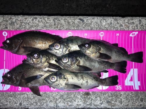 メバルの釣果