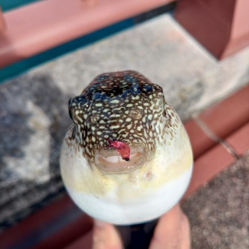 クサフグの釣果