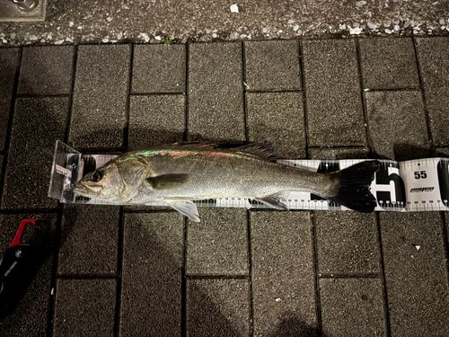 シーバスの釣果