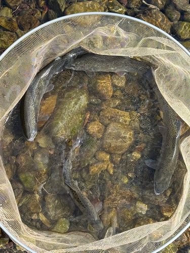 ニジマスの釣果