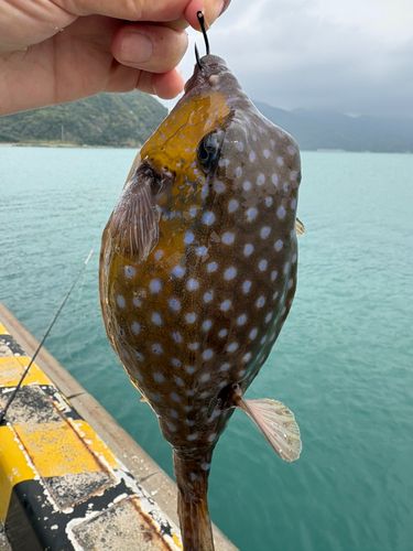 ハコフグの釣果