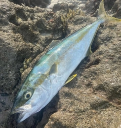 ヒラマサの釣果