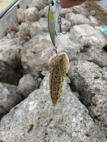 エソの釣果