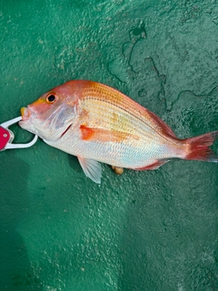レンコダイの釣果