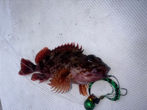 ガシラの釣果