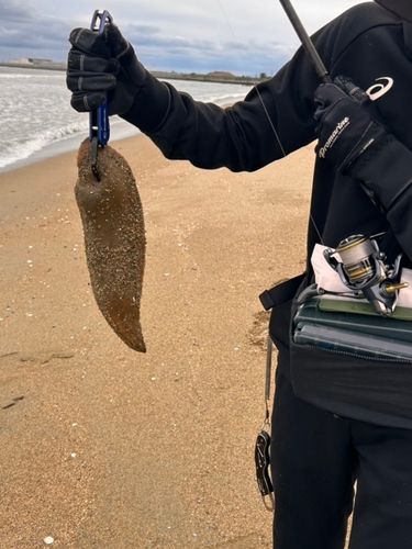 シタビラメの釣果