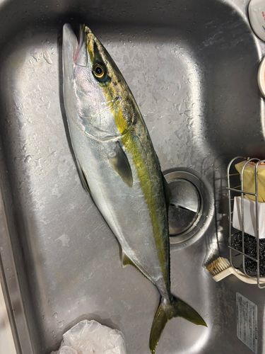 ワラサの釣果