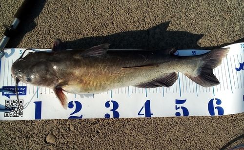 アメリカナマズの釣果