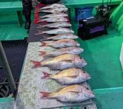 マダイの釣果