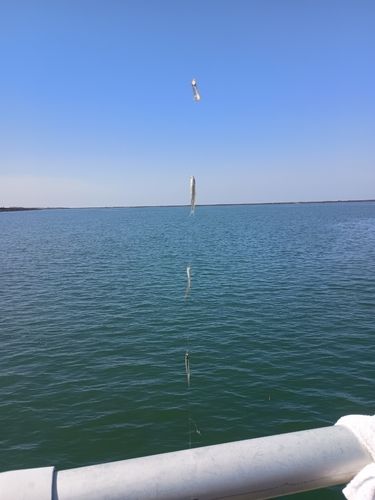 コアユの釣果