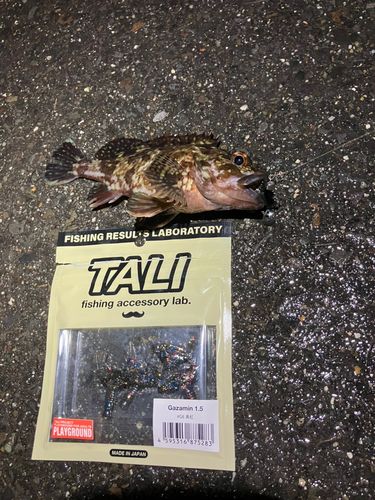 カサゴの釣果