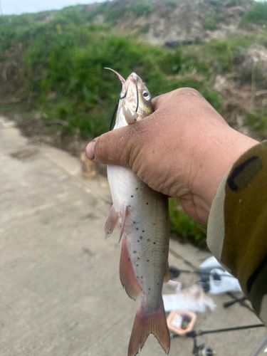アメリカンキャットフィッシュの釣果
