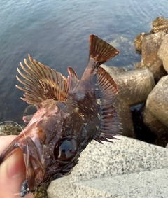 カサゴの釣果