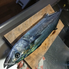 サゴシの釣果