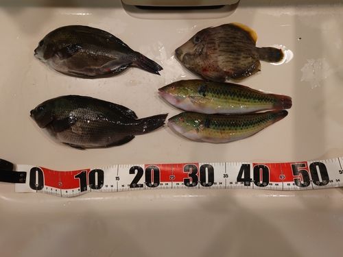 クロの釣果
